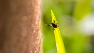 close up of a black and red tick on a blade of grass reaching for a passing human leg