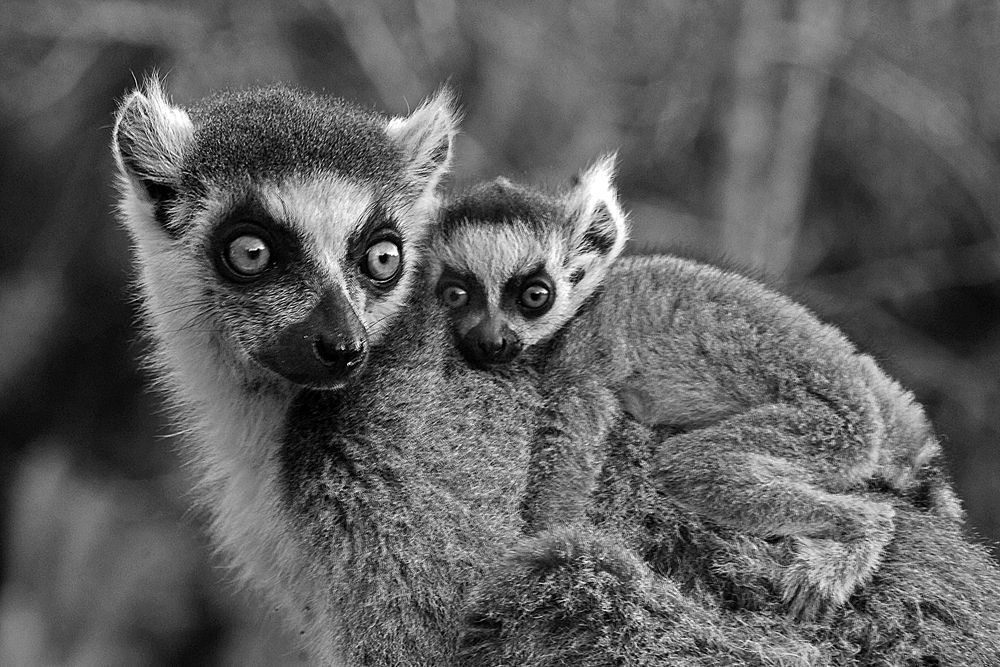 A ring-tailed lemur and its baby are endangered primates that can only be found in the wild in southern Madagascar.