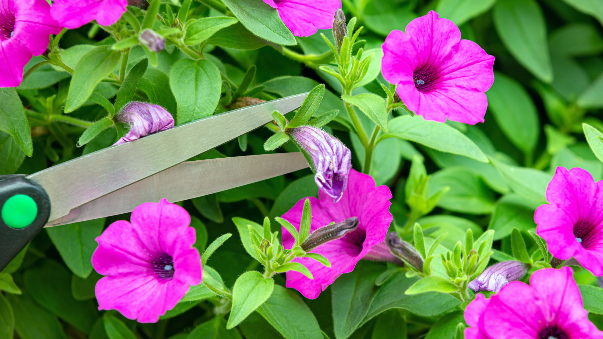 deadheading faded petunia flowers with scissors