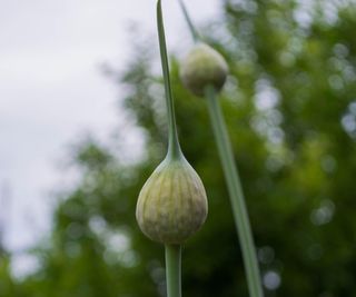 A flower head forming on a bolted onion