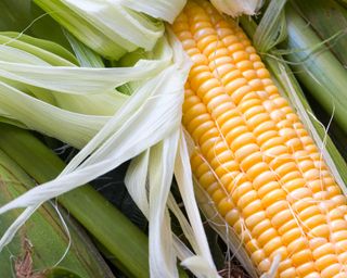 sweet corn crop