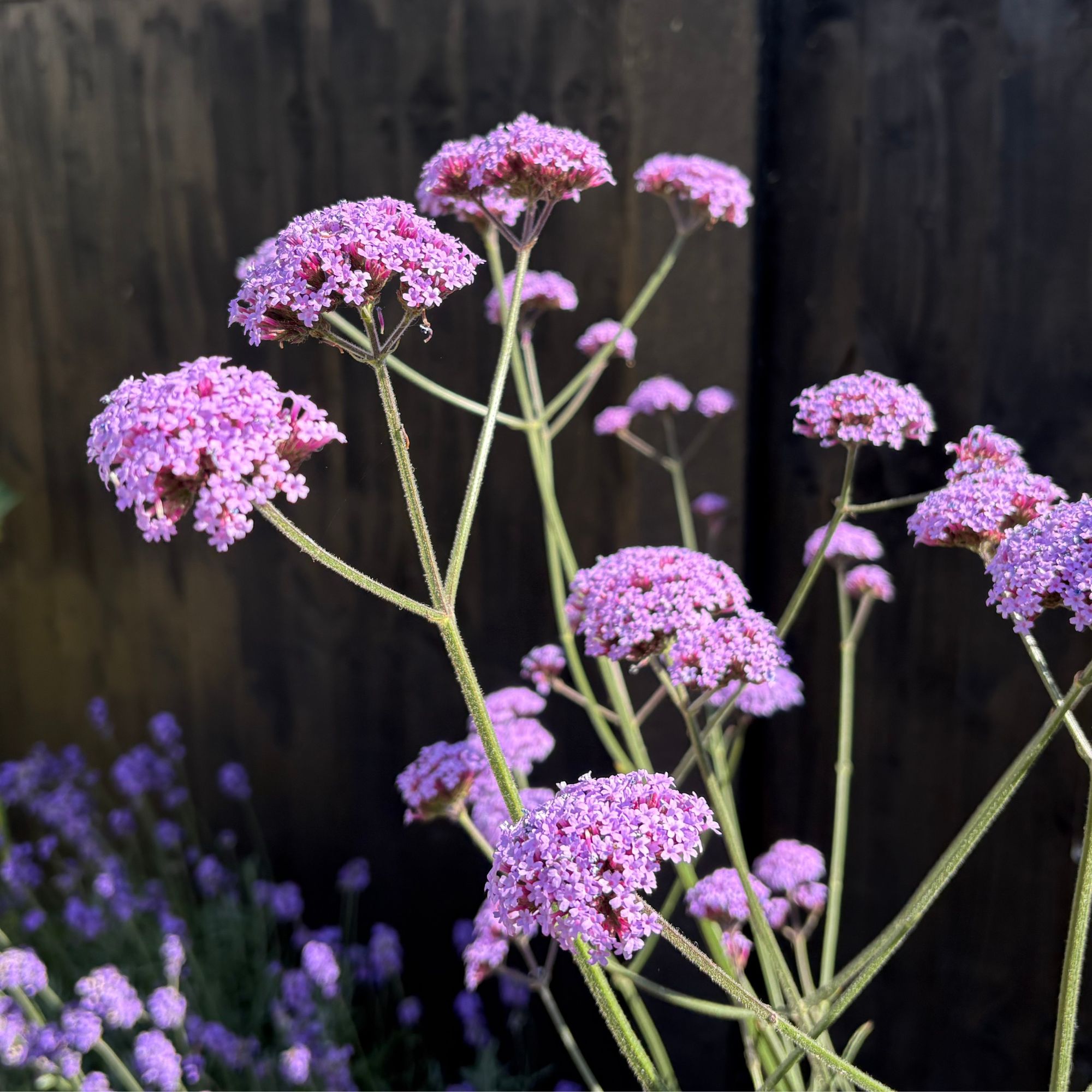 Flowering verbena growing in a garden border