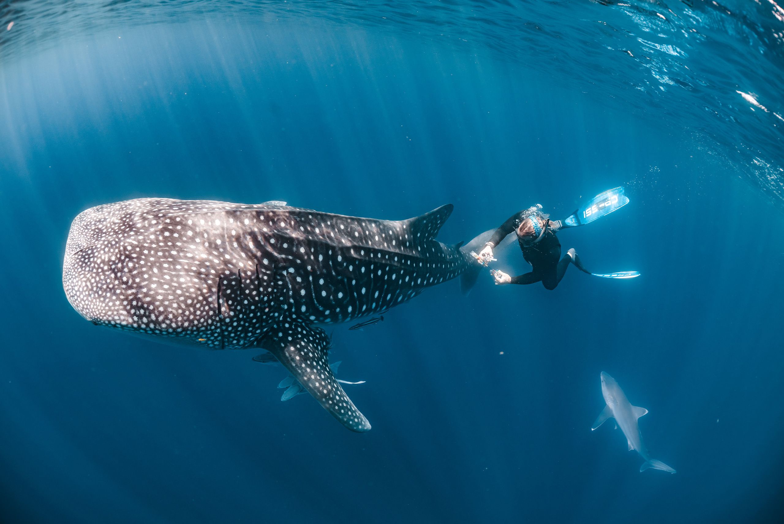 Award-Winning Underwater Shot Features Modified Vintage Lens