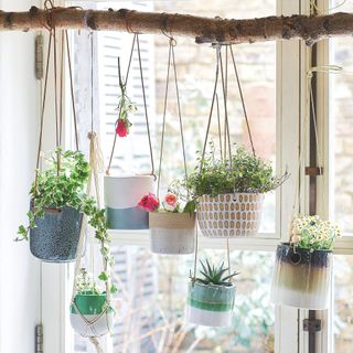 Hanging houseplants in home