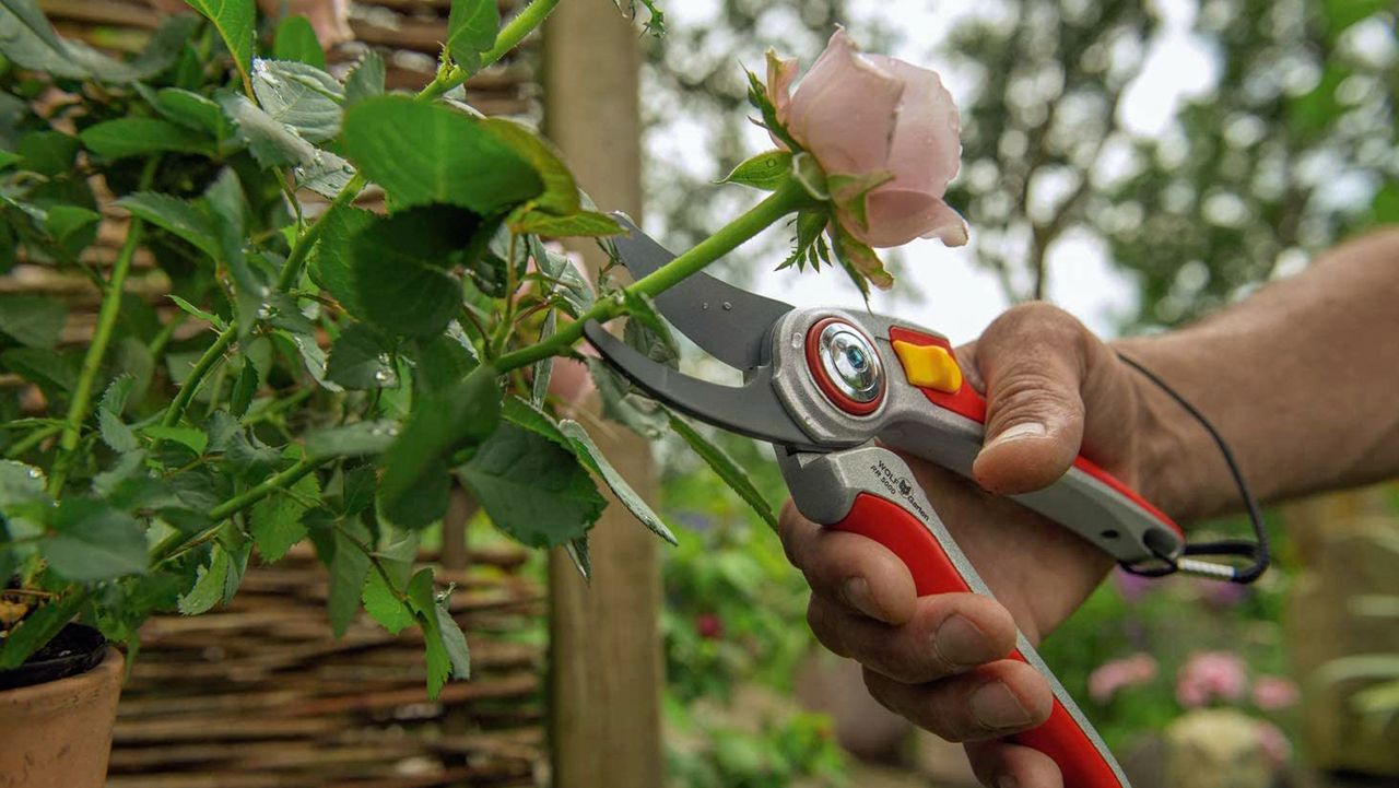 Best secateurs: WOLF-GARTEN RR5000 PROFESSIONAL SECATEURS