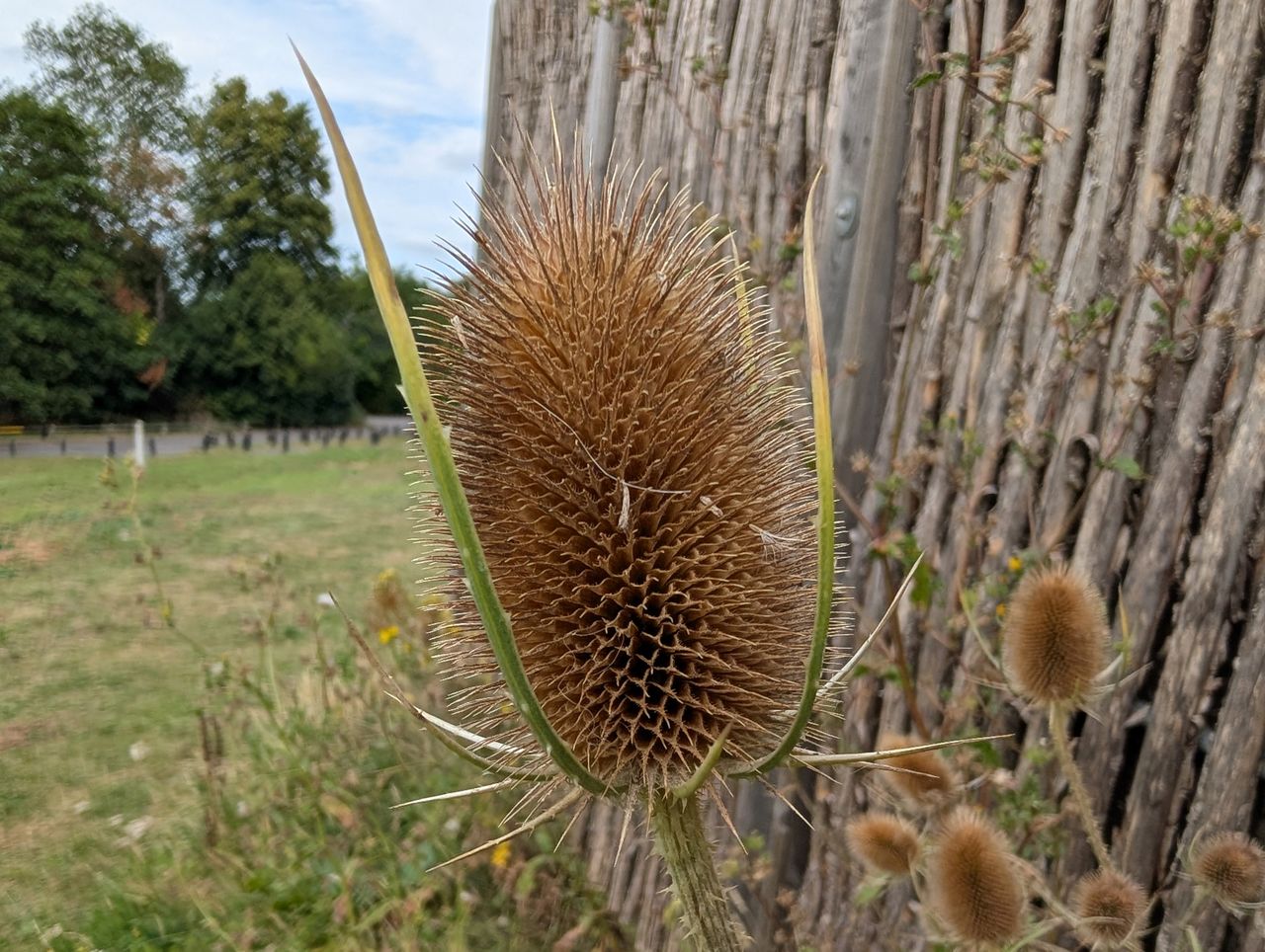 Google Pixel 9 sample photos