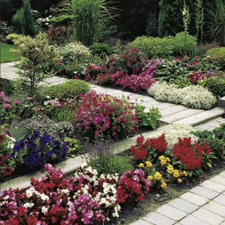 Mixed garden flower bed idea