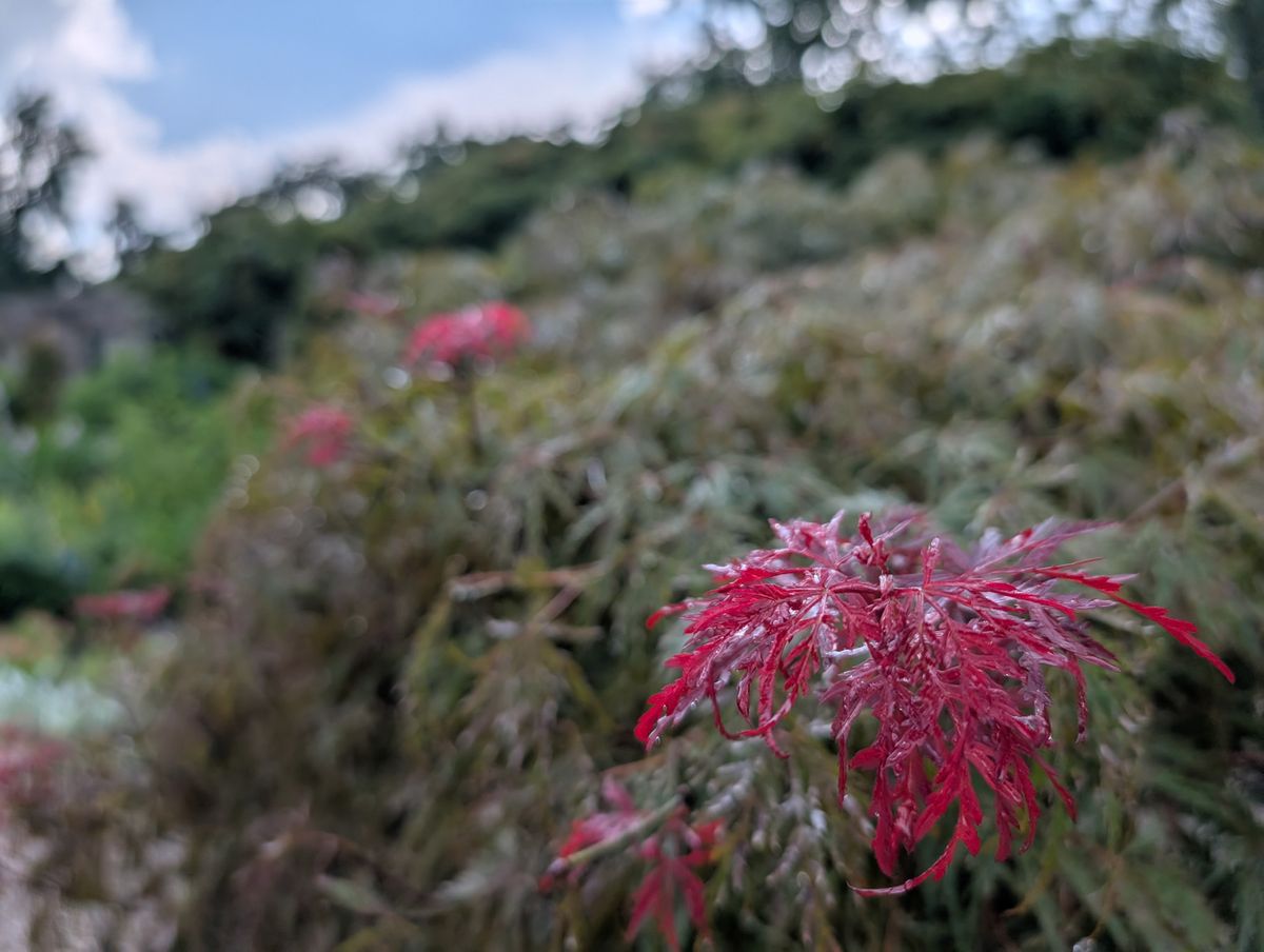 Google Pixel 9 review camera image samples