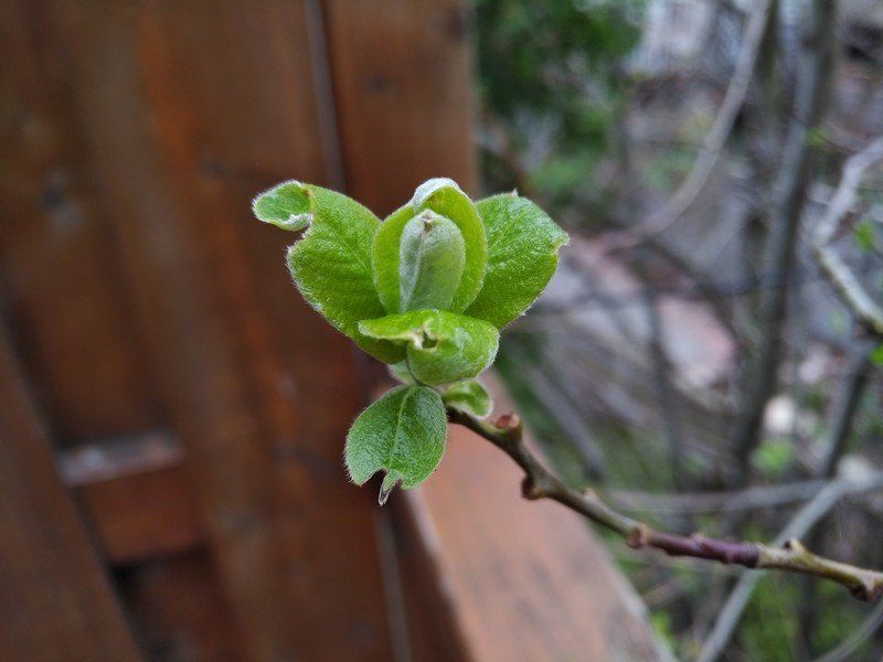 BlackBerry KEYone sample photo
