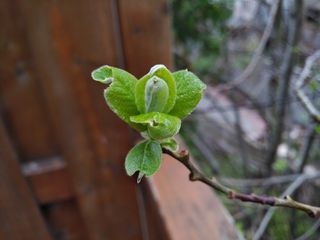 BlackBerry KEYone sample photo