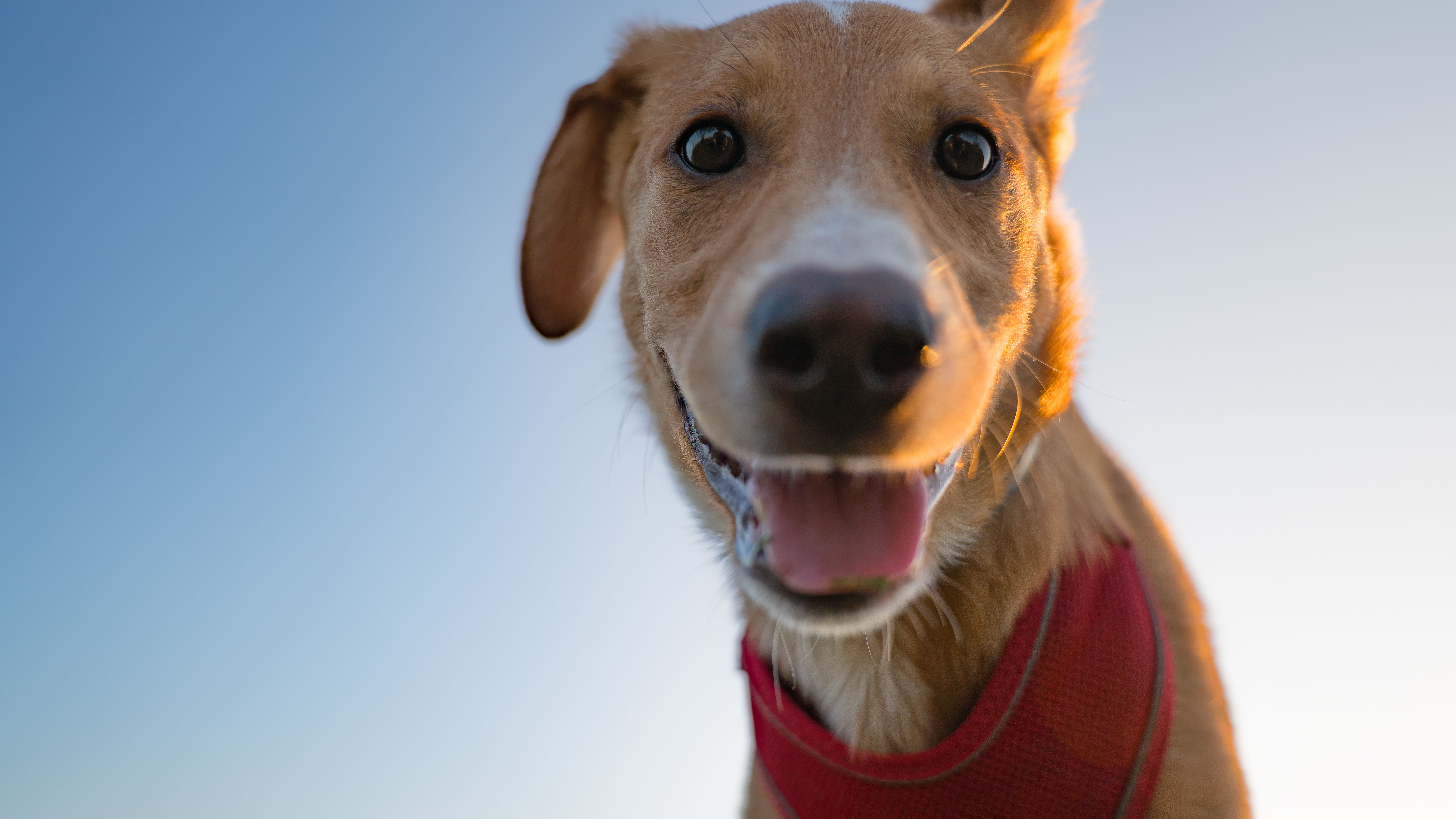 A cute puppy is on the grass at sunset, looking directly at the camera with a playful expression.