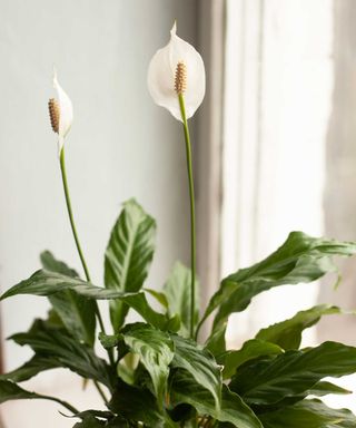 Potted peace lily with two flowers