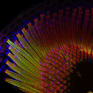 Fruit Fly Eye Microscopy 