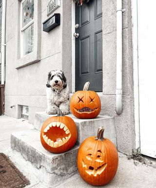 Three Jack-O-Lantern style pumpkin carving ideas with Bernedoodle dog on doorstep