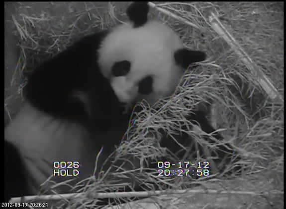 Giant panda with newborn cub.