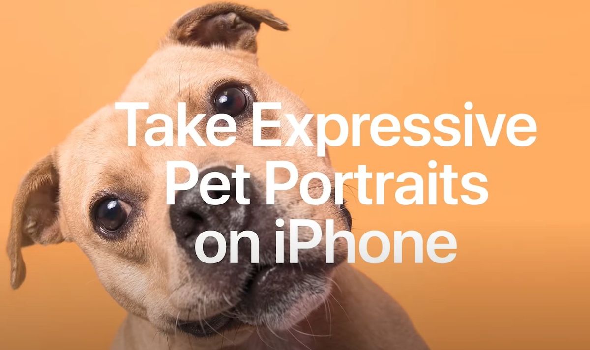 Today At Apple Pet Portraits