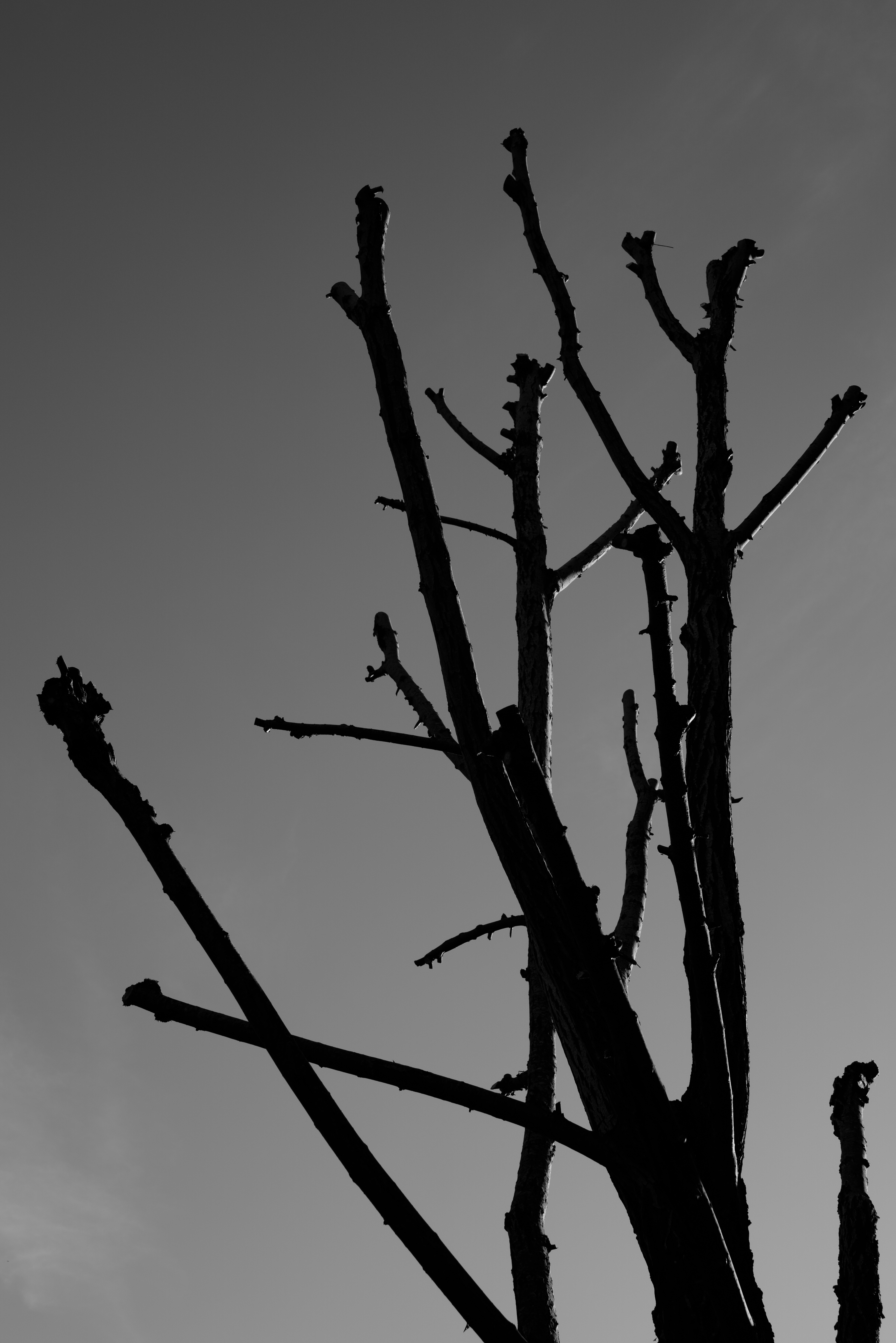 A black and white photo of a tree
