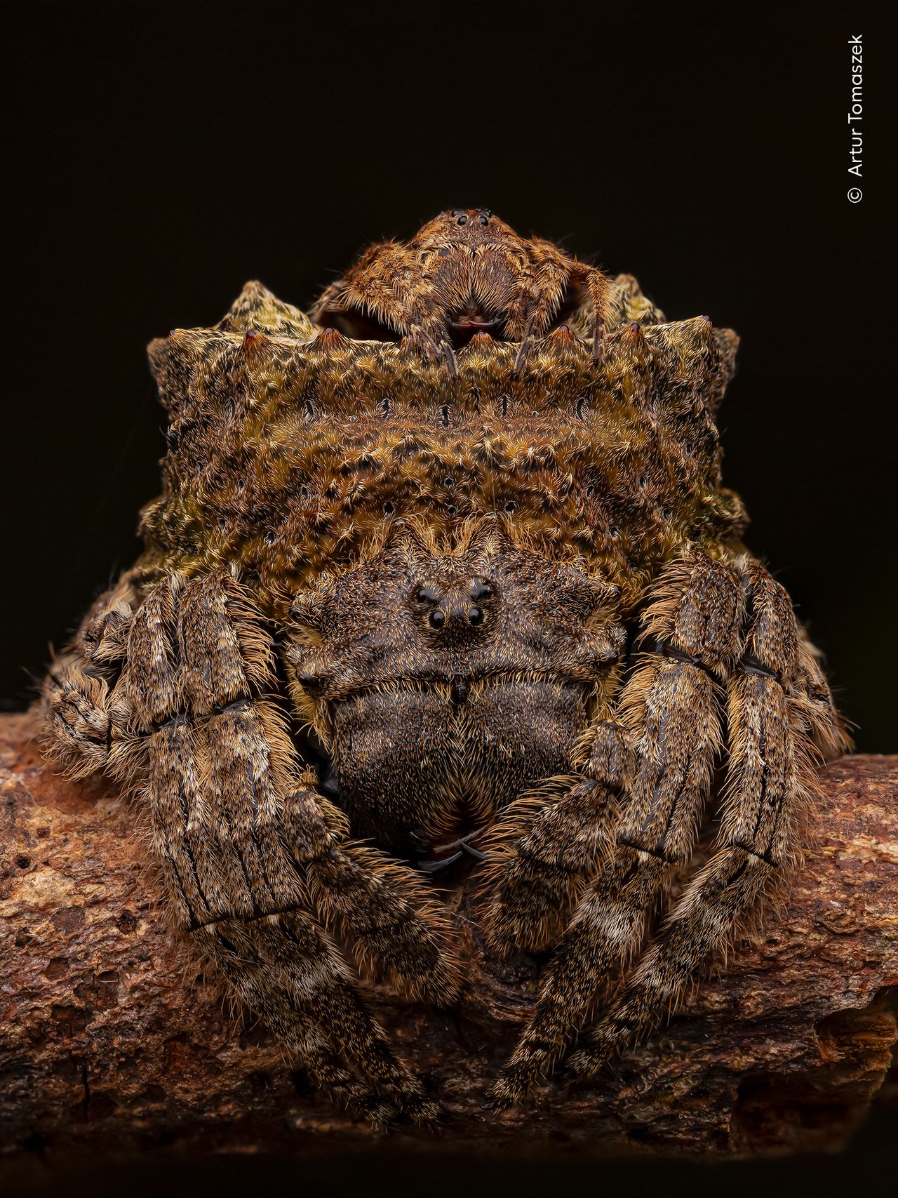 A male broad-headed bark spider sits on the abdomen of a female of the same species.