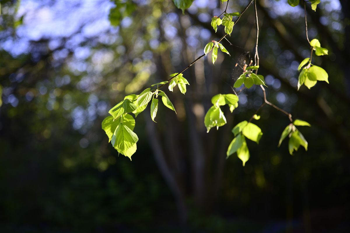 Backlit tree leaves golden hour with dappled light through trees, taken with the Viltrox AF 50mm F2 Air lens
