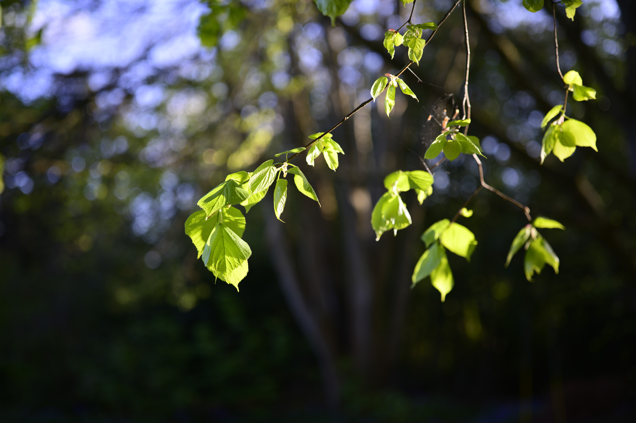 Backlit tree leaves golden hour with dappled light through trees, taken with the Viltrox AF 50mm F2 Air lens
