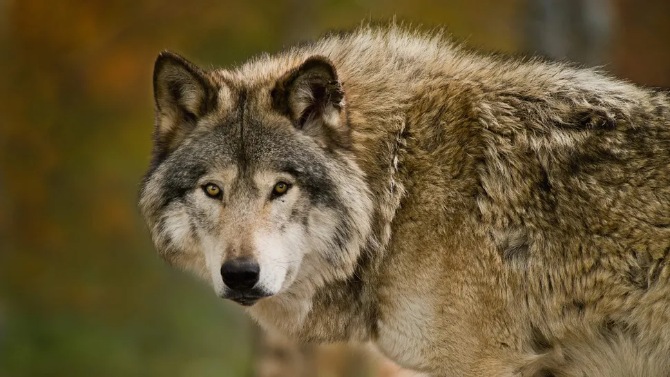 Once the region's apex predator, gray wolves were nearly hunted to extinction during the 19th and early 20th century (Image credit: Getty)