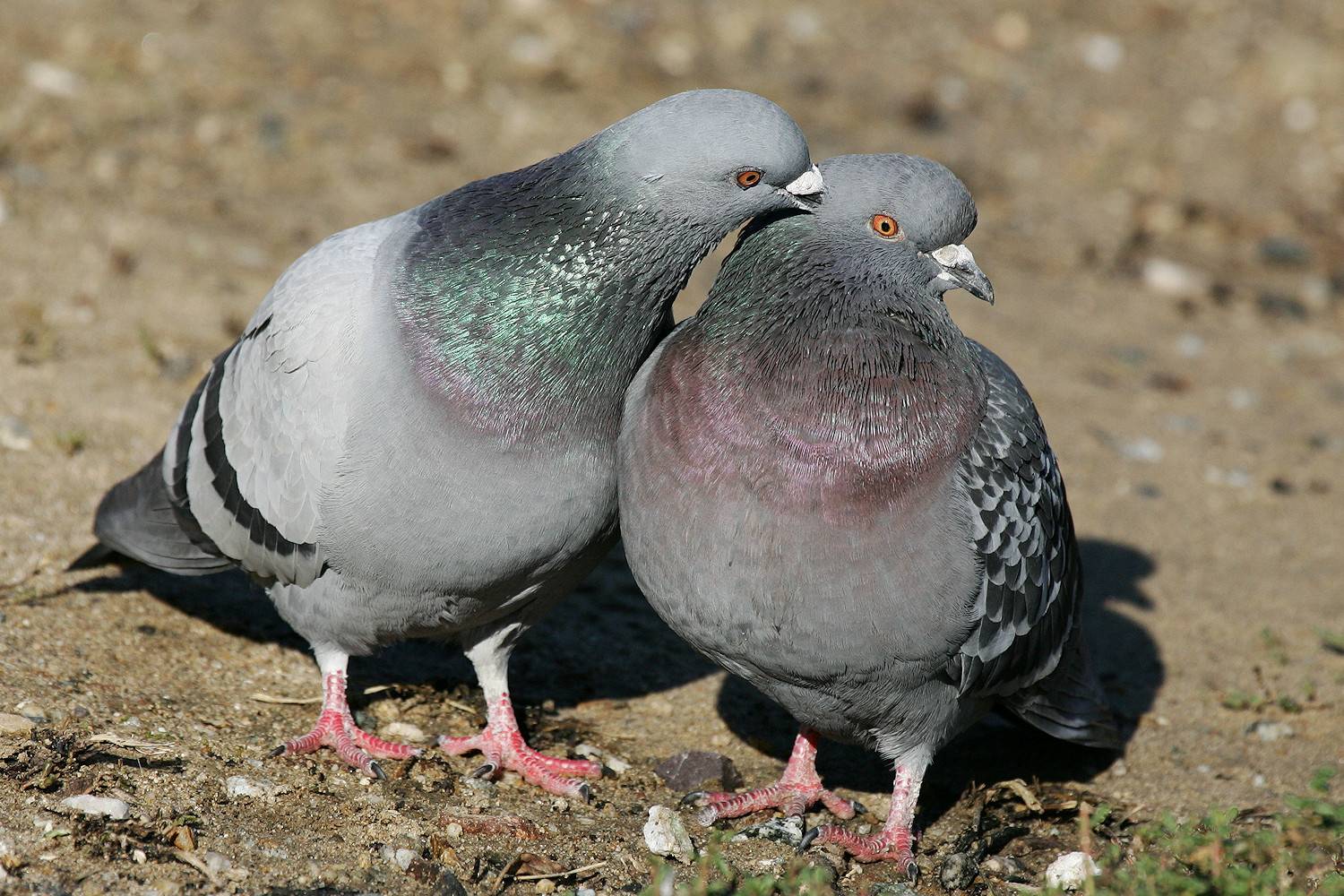 GuruShots - Nature March 2026