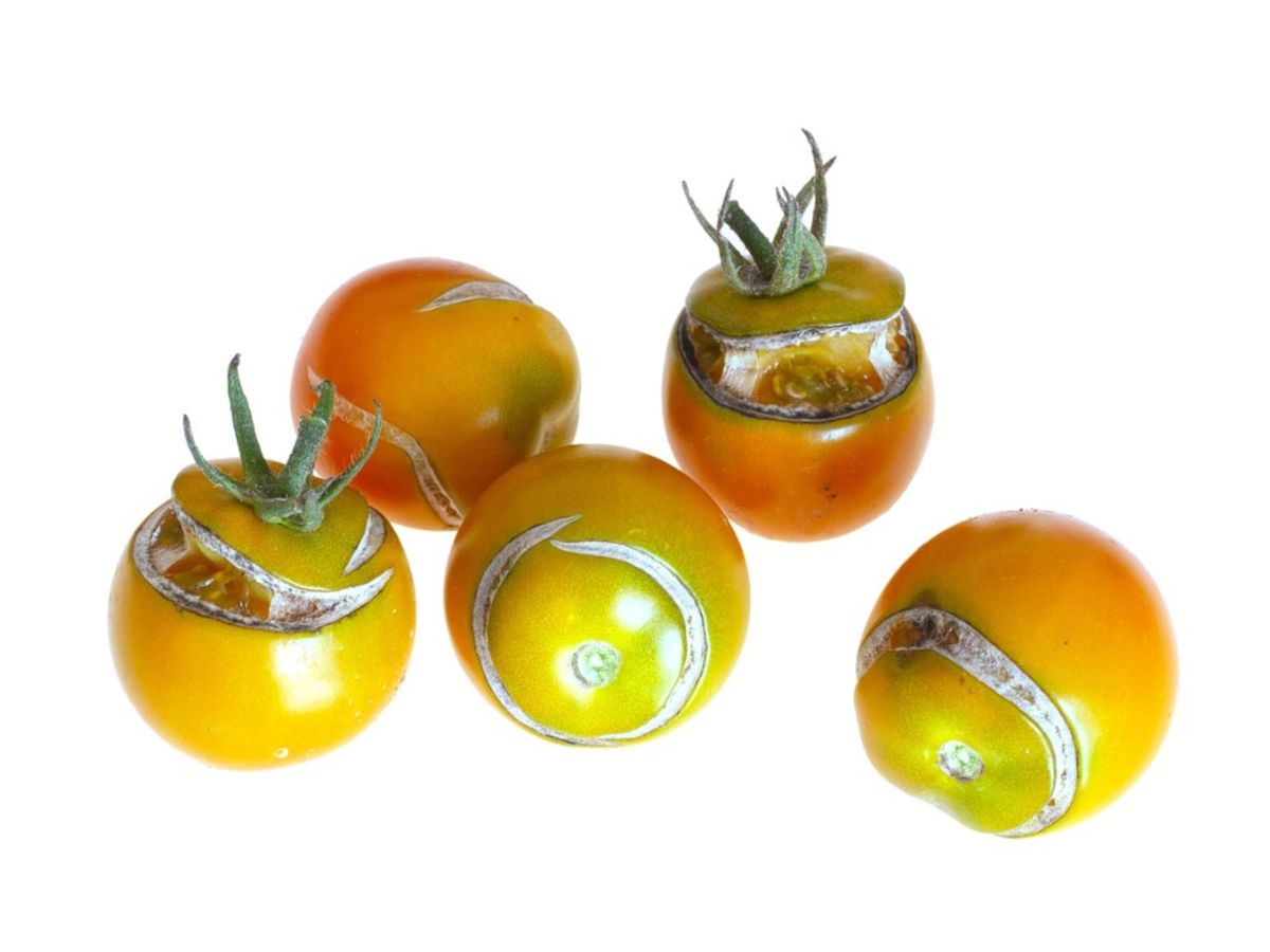 Can You Eat Split Tomatoes Should You Be Eating Tomatoes That Are