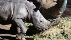 A white rhino calf with it's mother at Buin Zoo in Santiago, Chile