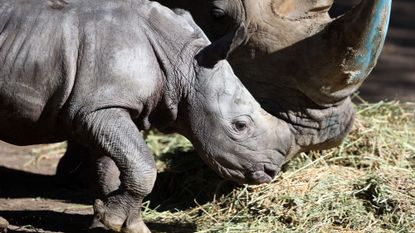 A white rhino calf with it's mother at Buin Zoo in Santiago, Chile