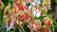 red leaves on cinnamon plant