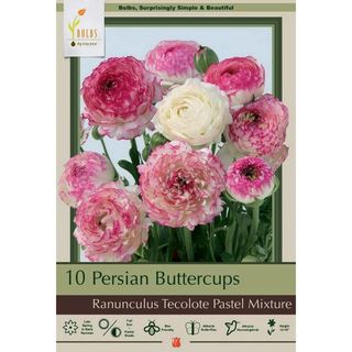 Pastel Mix Persian Buttercups Ranunculus 1