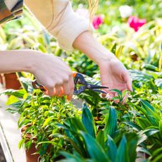 Closeup of hand of woman gardener trimming plants with pruning shears in garden center