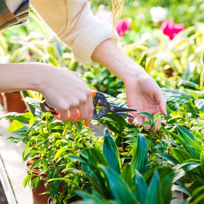 Closeup of hand of woman gardener trimming plants with pruning shears in garden center
