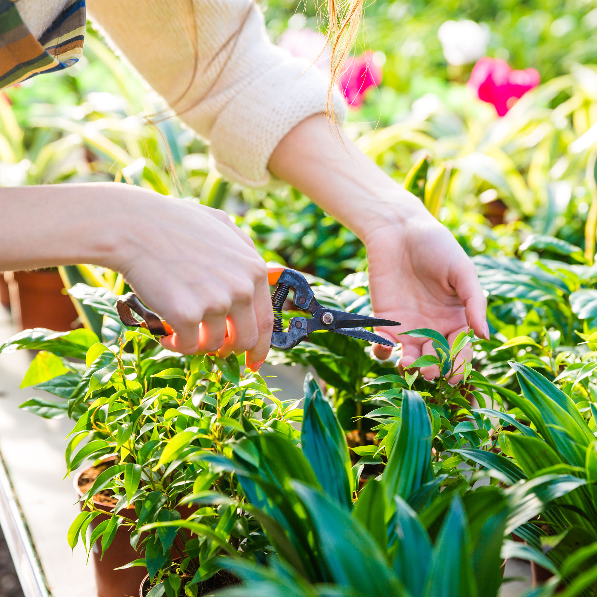 Closeup of hand of woman gardener trimming plants with pruning shears in garden center
