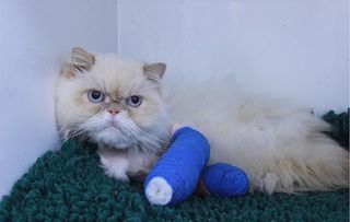 The Supervet episode two a poorly Persian cat