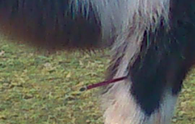horse arrow