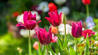 pink tulips in flower