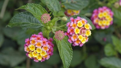 Lantana flowers