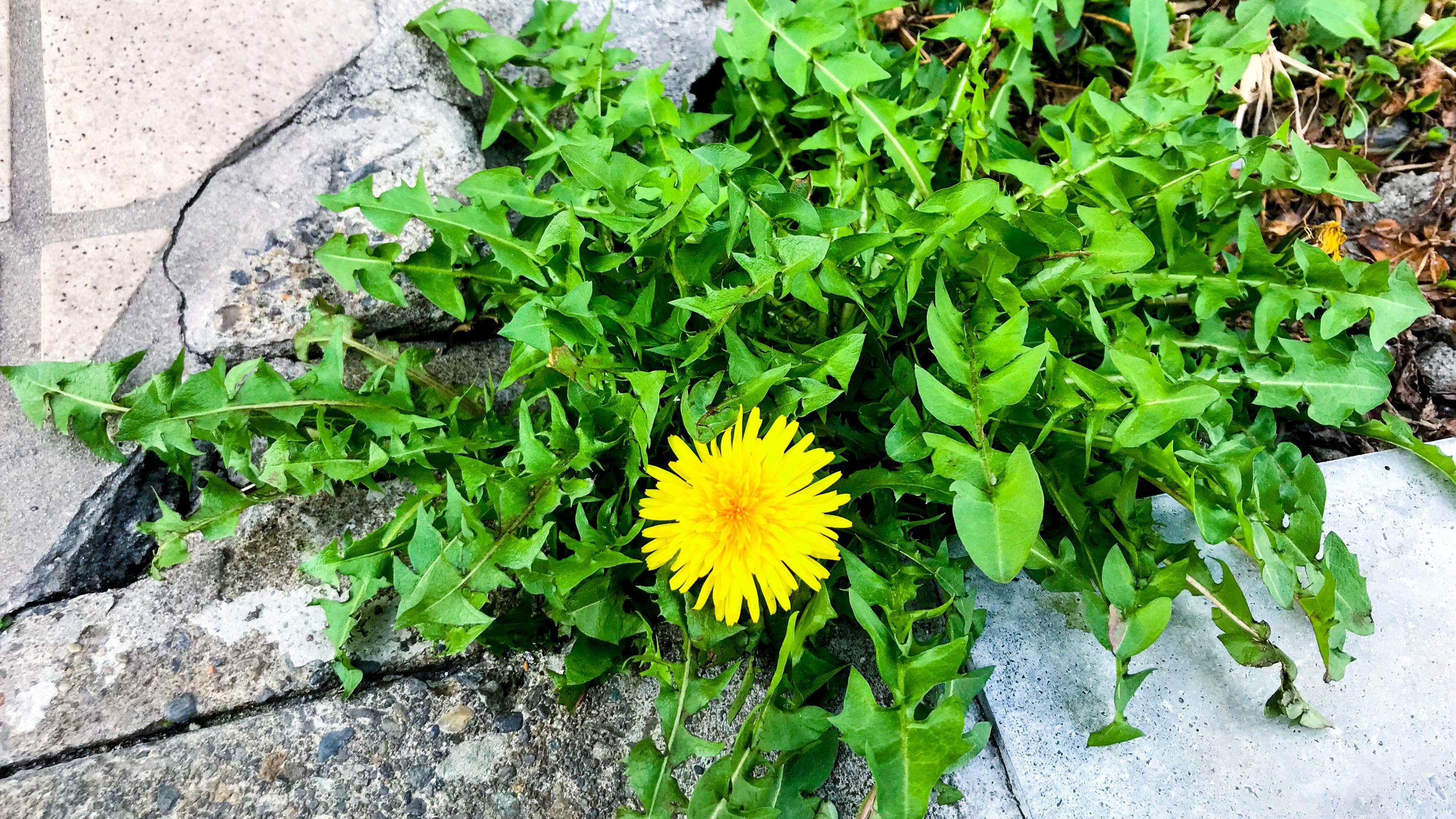 dandelion weeds in paving