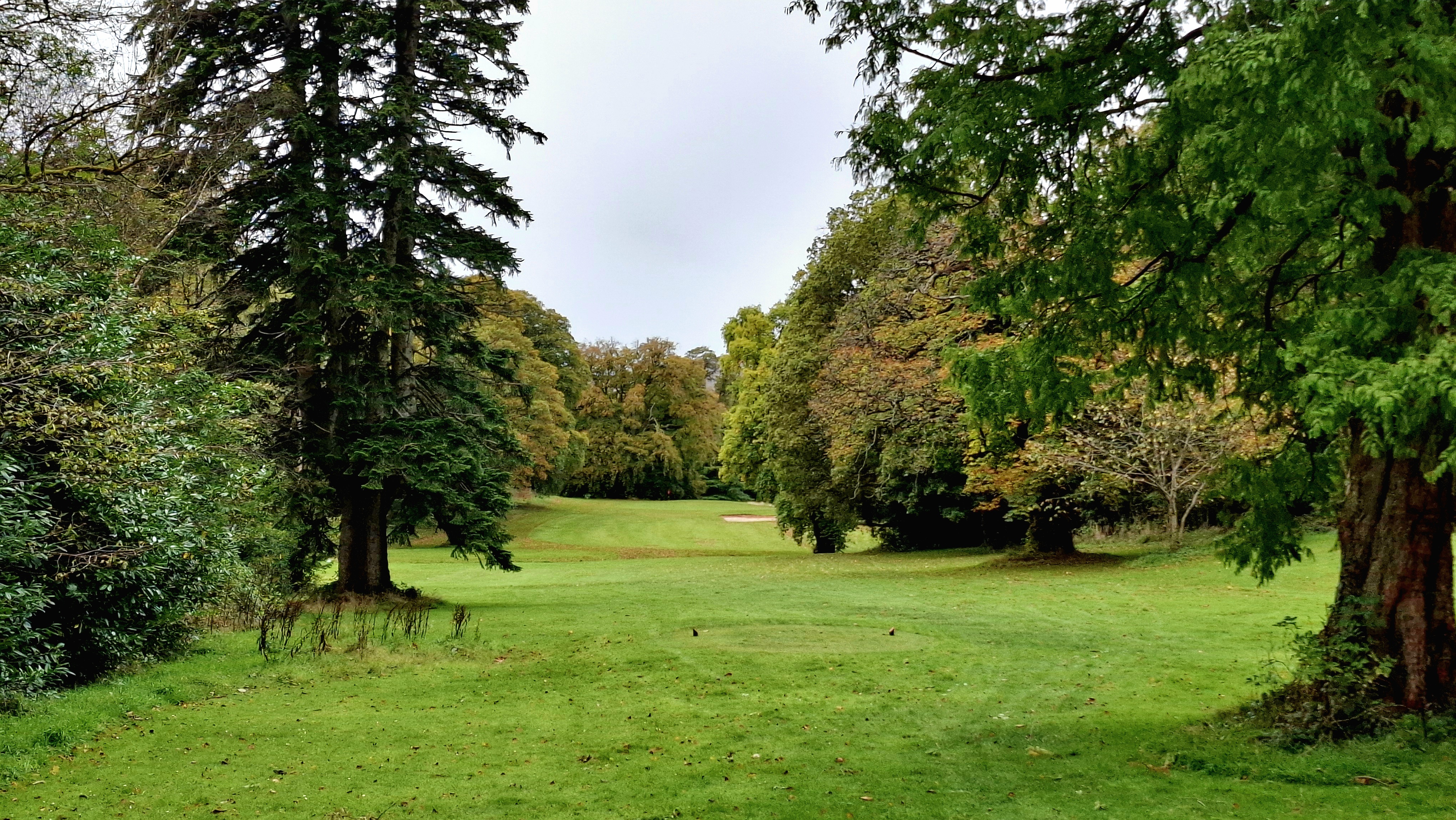 Trees encroaching on a golf fairway