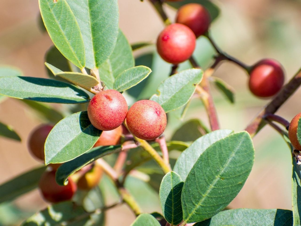 Coffeeberry Shrub