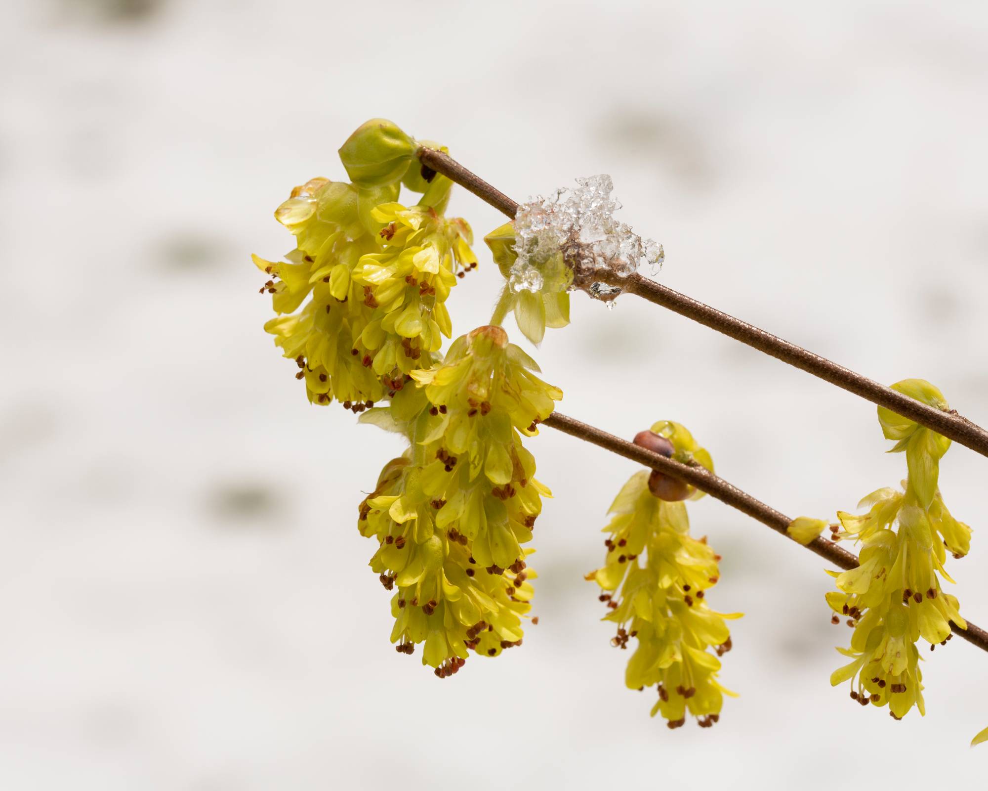 Yellow blooms on winterhazel shrub