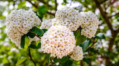 How and when to prune viburnum close up of white flowers of V carlesii Snowball