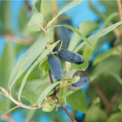 Honeyberries growing in garden