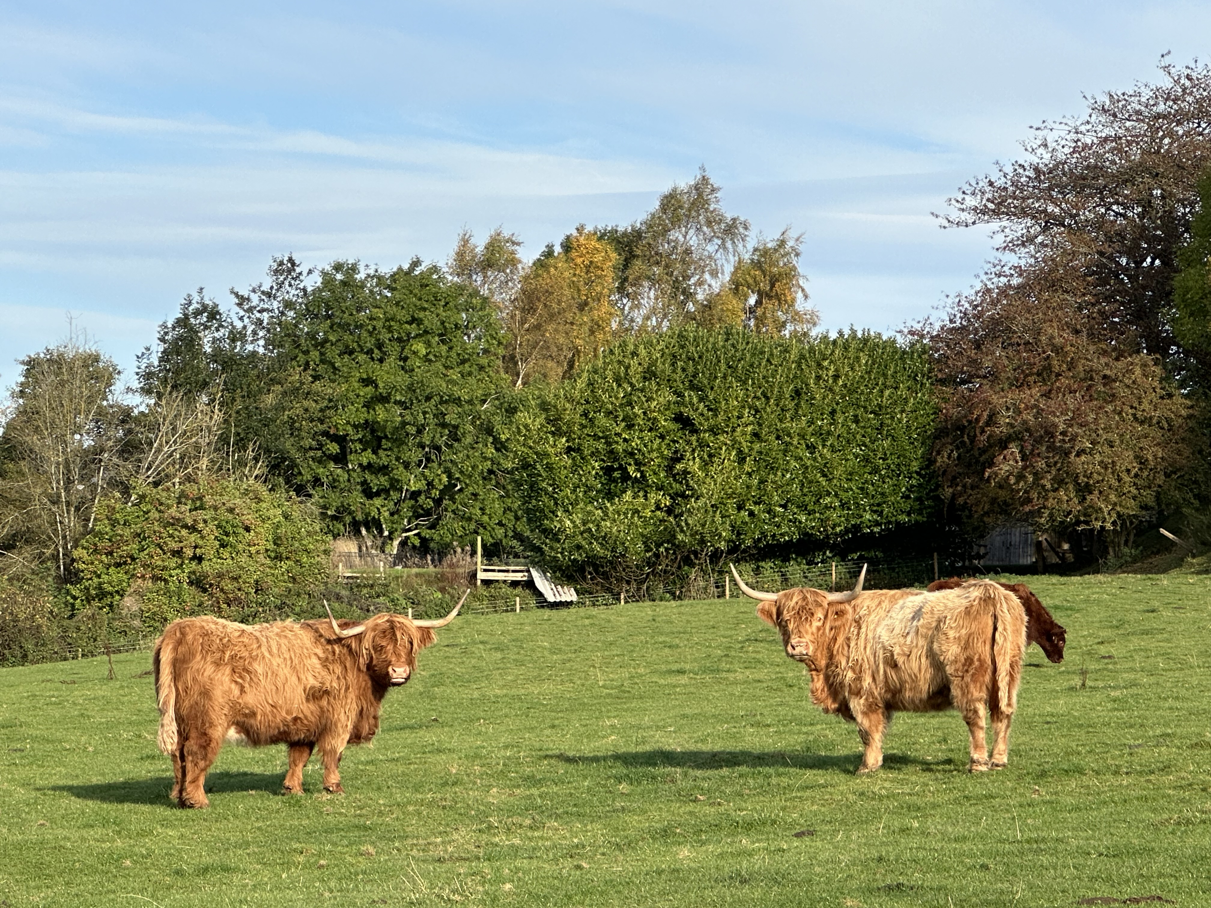 Highland cows in a green field on a sunny day at Taste Perthshire