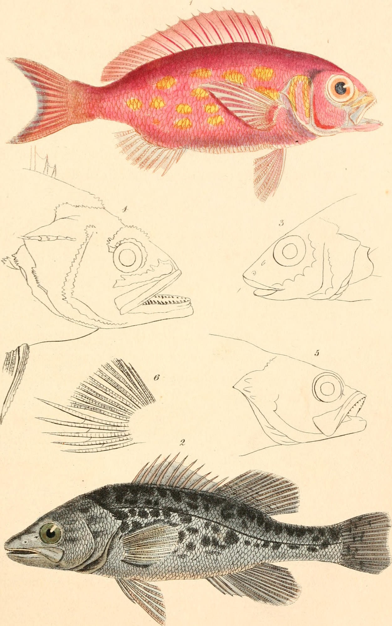 Antique fish print