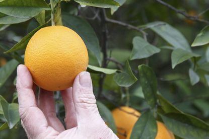Hand Picking Fruit From Citrus Tree