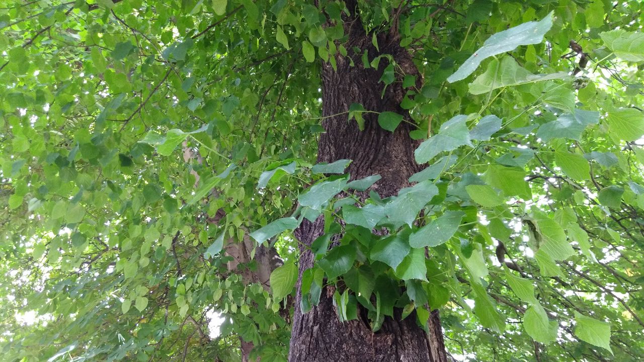 Taken in good light, but we lose detail and clarity on some of the leaves.
