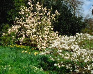 Magnolia x soulangiana Forest Pink and M. stellata in a garden