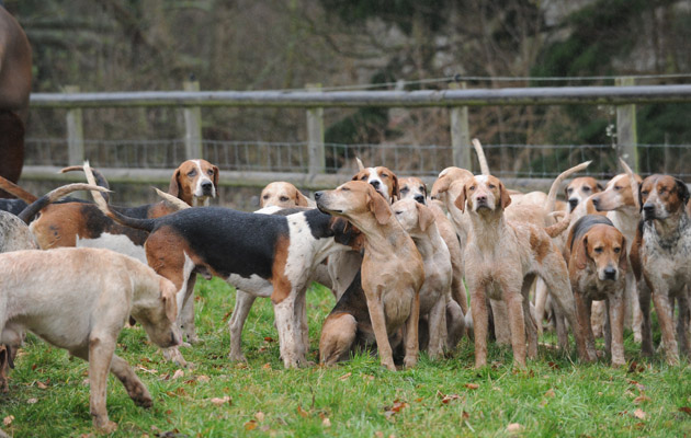 Essex and Suffolk Hunt 28 01 2015
